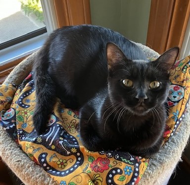 Enlarge Doom, a Adopted Domestic Short Hair in San Pedro, CA image 1/1