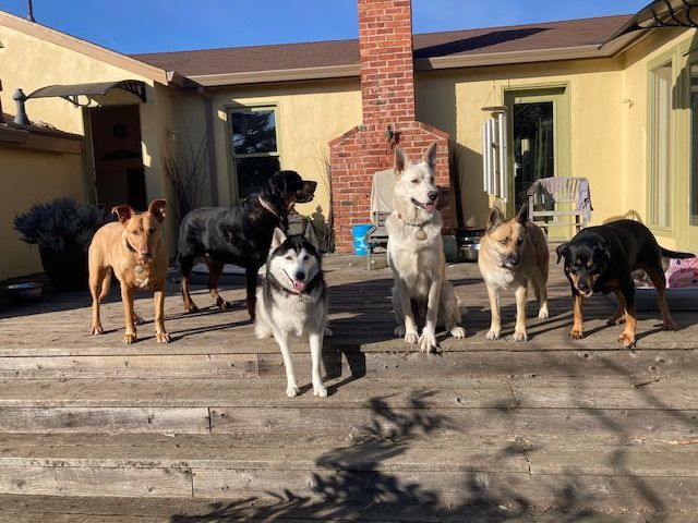 Ringo, a Adoptable mixed breed in Half Moon Bay, CA image 1/3