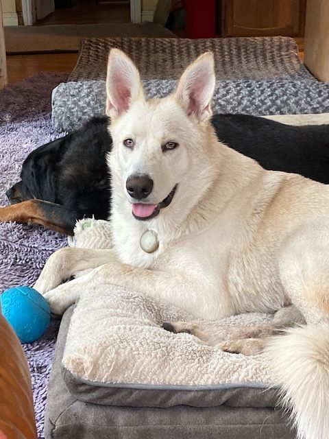 Ringo, a Adoptable mixed breed in Half Moon Bay, CA image 2/3