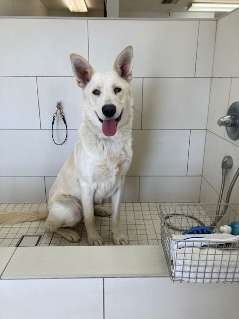 Ringo, Adoptable, Young Male White German Shepherd & Siberian Husky.