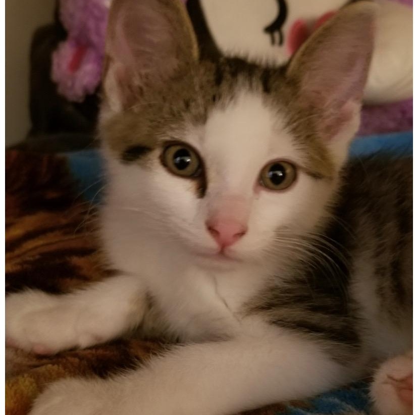 Enlarge Andy, a Adoptable Tabby in Andover, MN image 3/3
