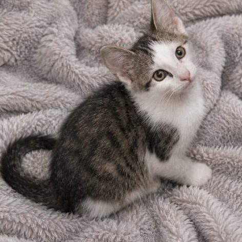 Enlarge Andy, a Adoptable Tabby in Andover, MN image 2/3