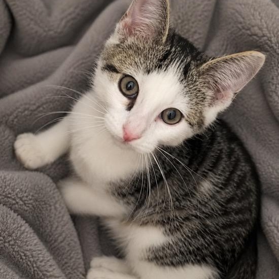 Enlarge Andy, a Adoptable Tabby in Andover, MN image 1/3
