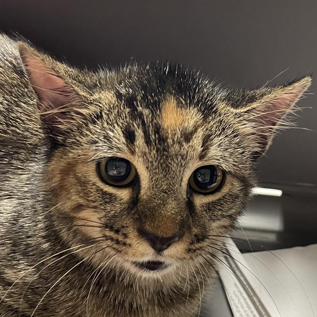 Lola, Adoptable, Young Female Domestic Short Hair.