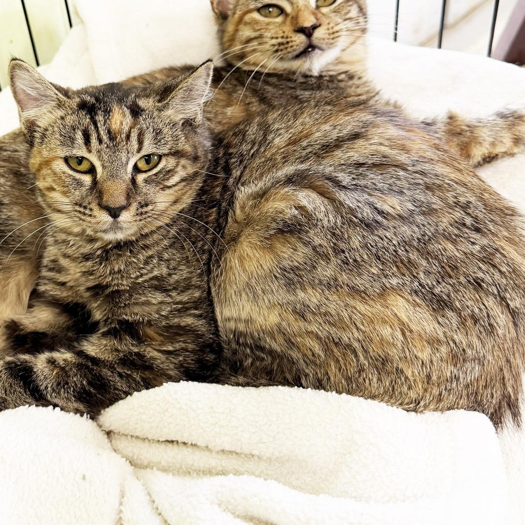 Enlarge Lola, a Adoptable Domestic Short Hair in Mount Juliet, TN image 2/2