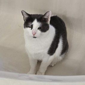 Bunny, Adoptable, Young Female Tuxedo & Domestic Short Hair.