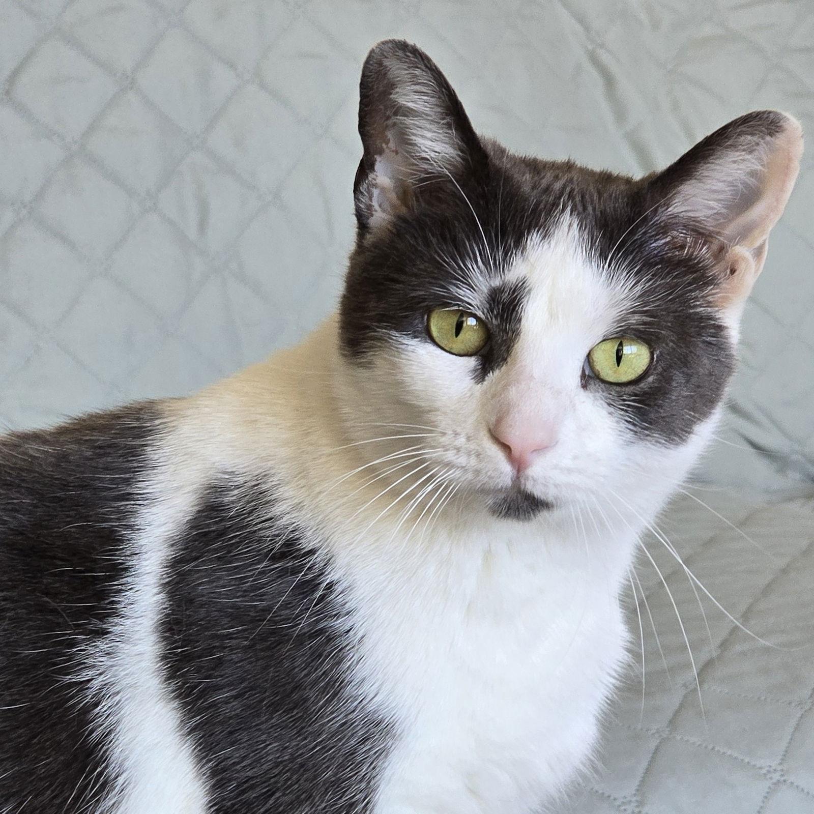 Enlarge Bunny, a Adoptable mixed breed in Garland, TX image 1/3