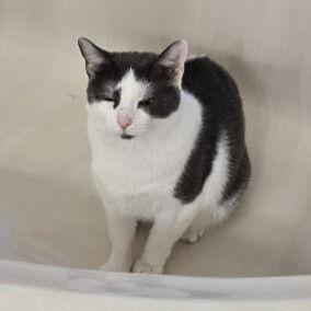 Enlarge Bunny, a Adoptable mixed breed in Garland, TX image 1/3