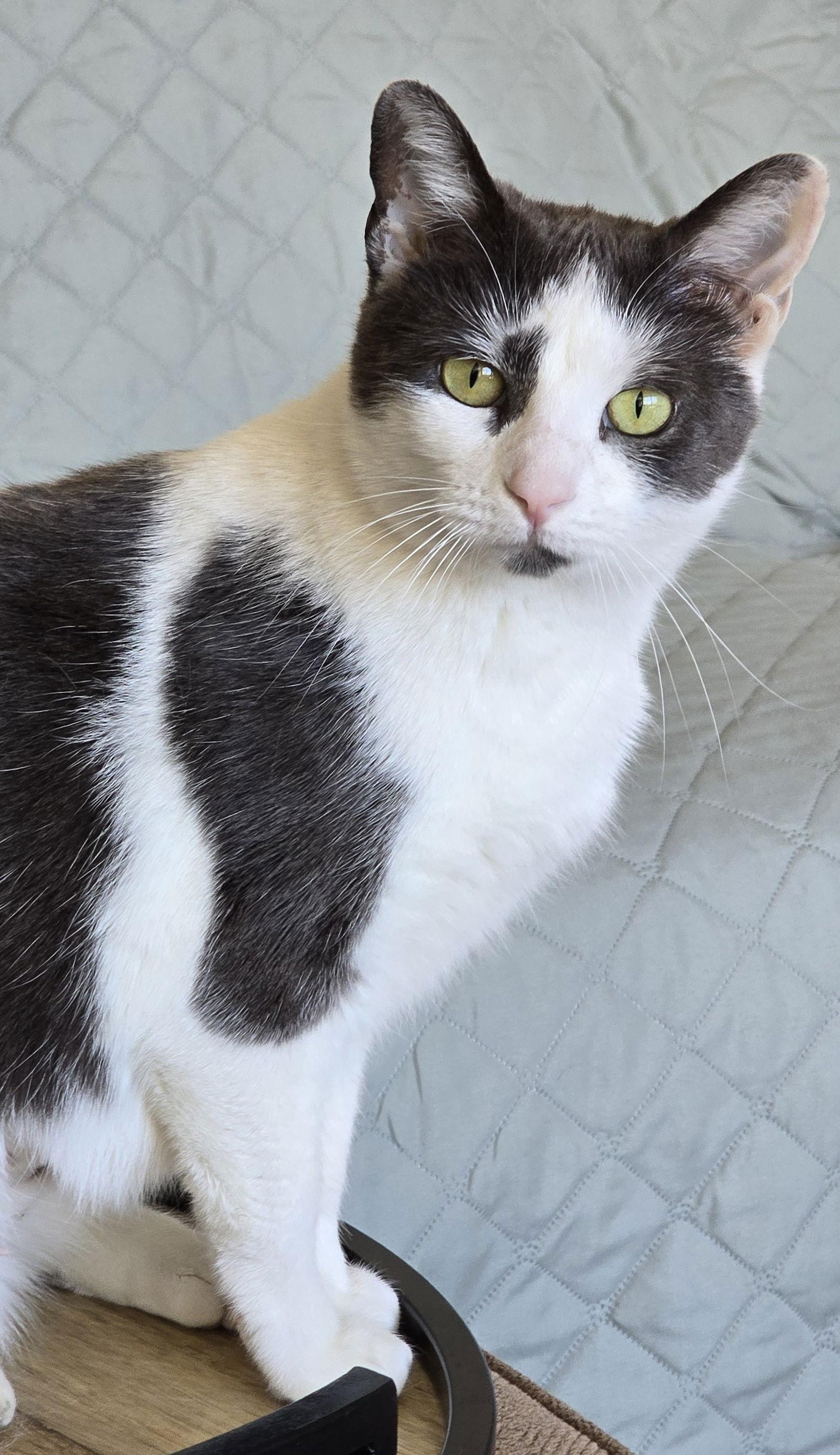 Enlarge Bunny, a Adoptable mixed breed in Garland, TX image 2/3