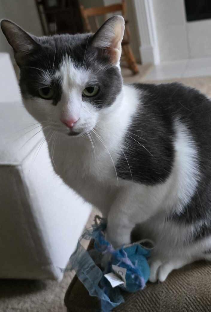 Enlarge Bunny, a Adoptable mixed breed in Garland, TX image 2/3