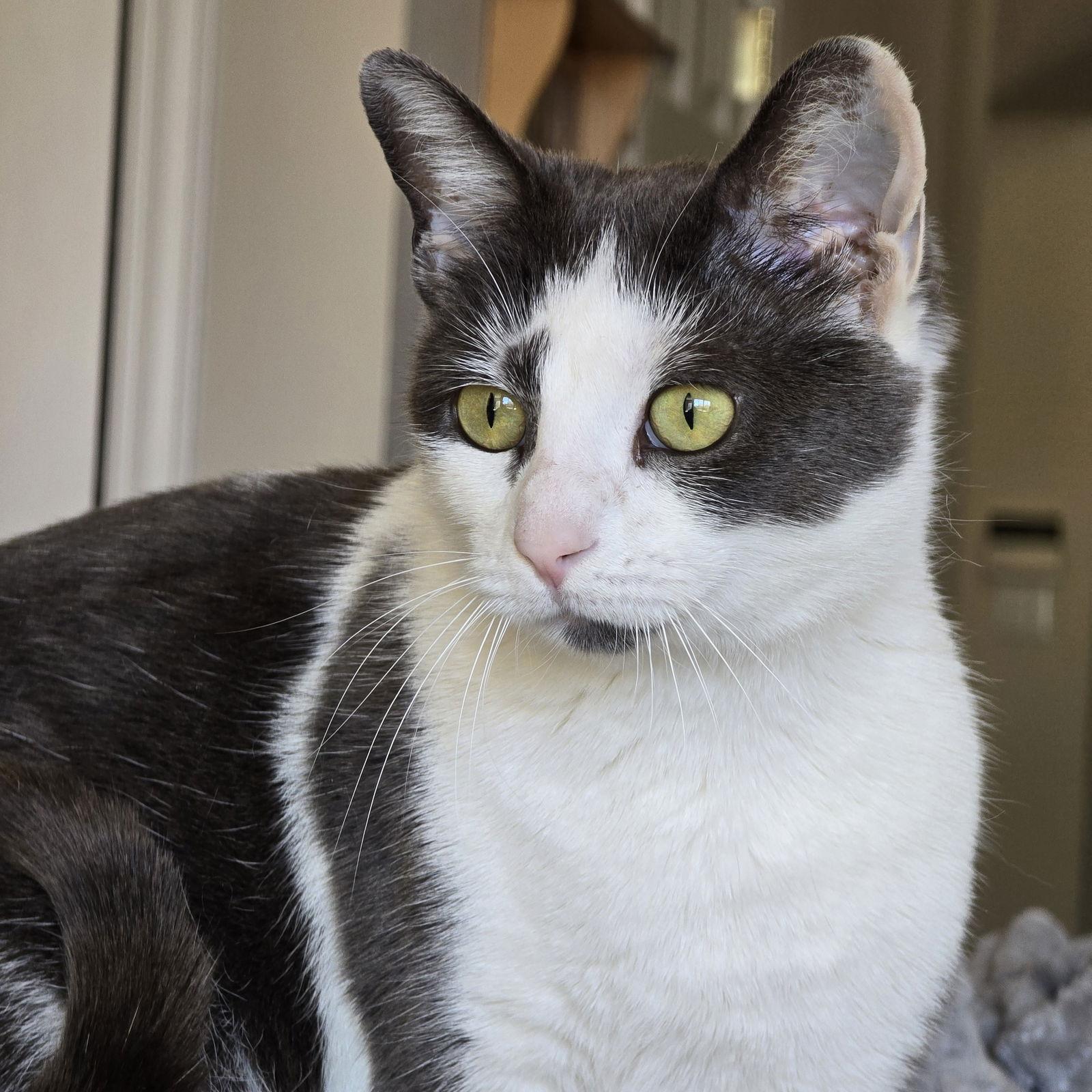 Bunny, Adoptable, Young Female Tuxedo & Domestic Short Hair.