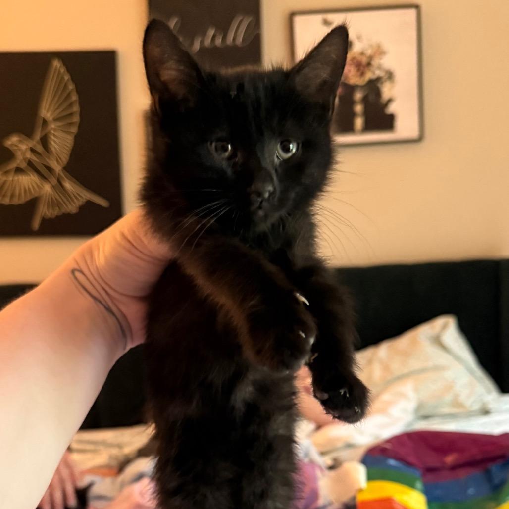 Wolfie, Adoptable, Kitten Male Domestic Short Hair.