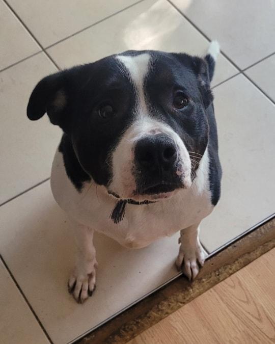 Dixie, Adoptable, Adult Male Boxer.