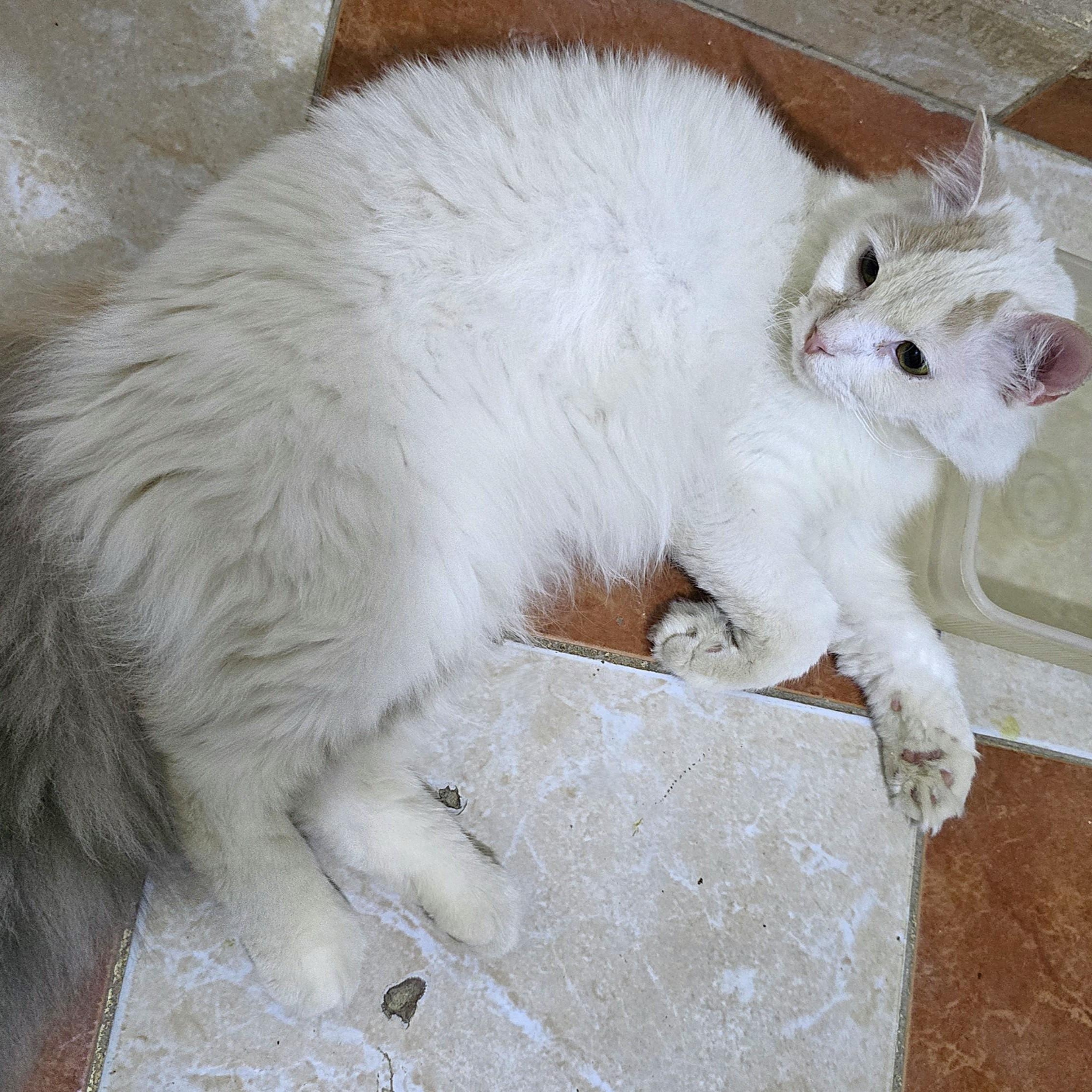 Lady Alexandra, an adopted Turkish Van in Mississauga, ON image 5/6