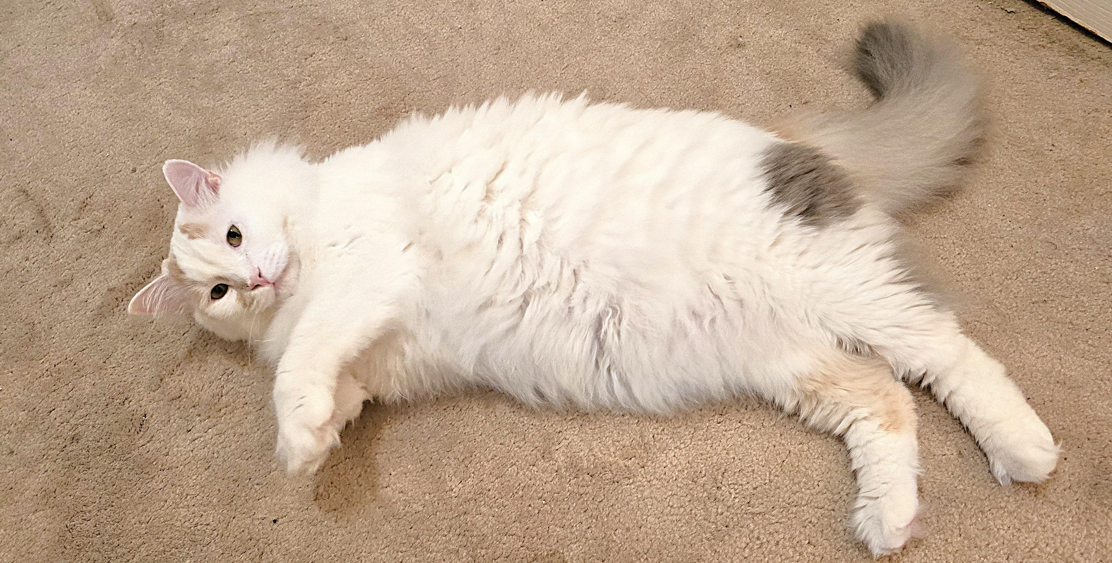 Enlarge Lady Alexandra, a Adoptable Turkish Van in Mississauga, ON image 6/6