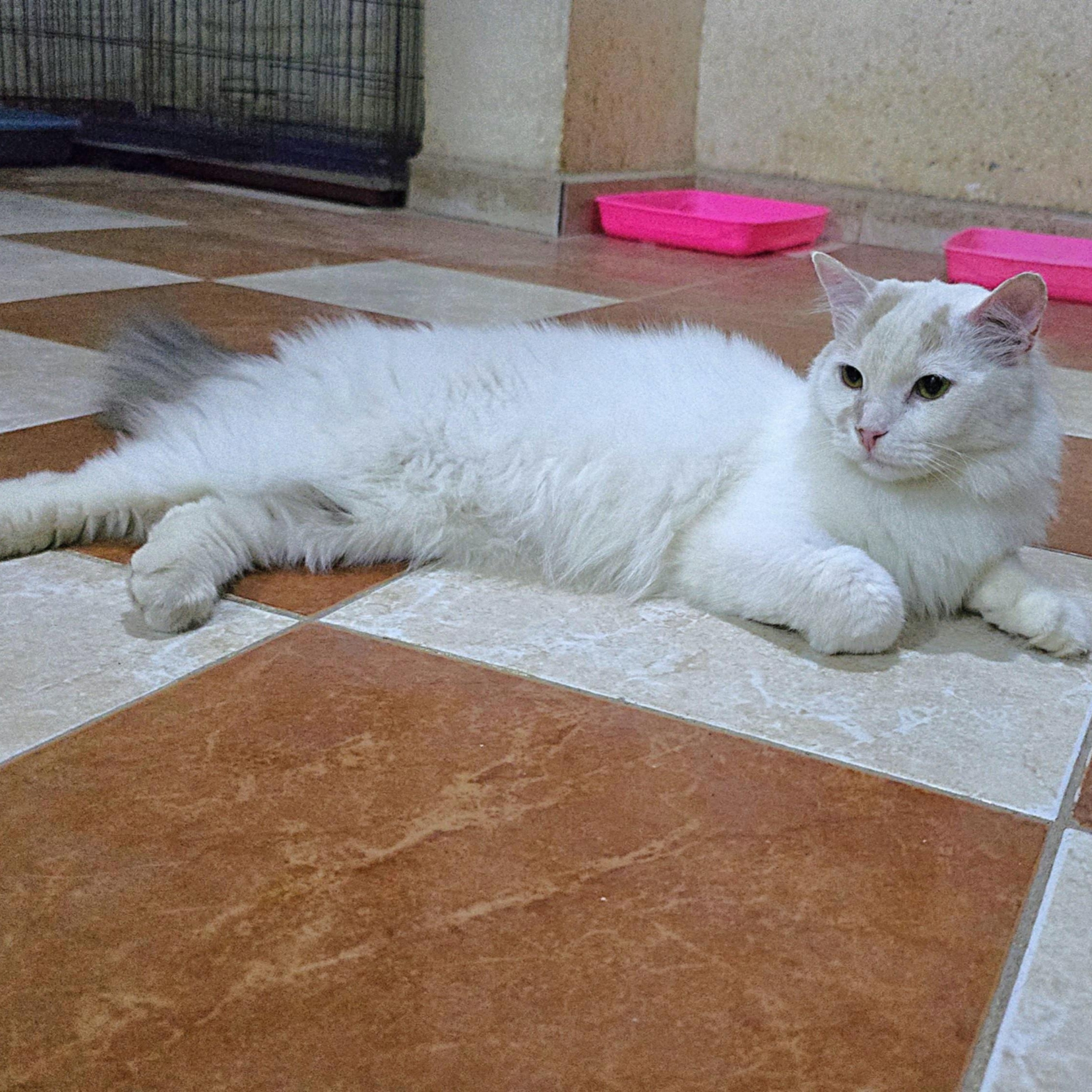 Lady Alexandra, an adopted Turkish Van in Mississauga, ON image 4/6