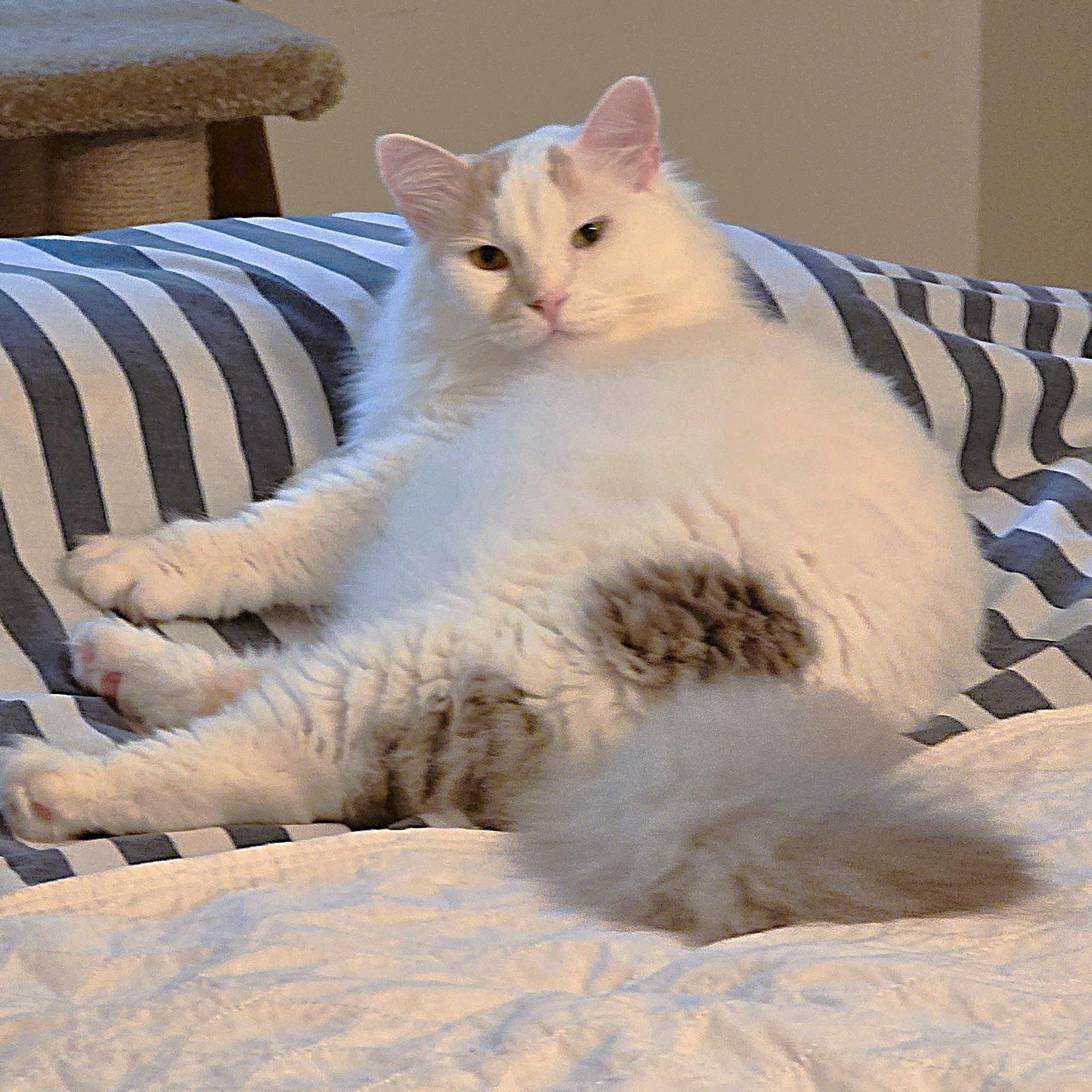 Lady Alexandra, Adoptable, Adult Female Turkish Van.