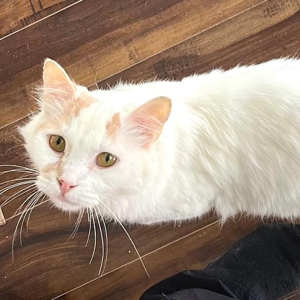 Lady Alexandra - foster urgently needed, an adoptable Turkish Van in Mississauga, ON image 1/6