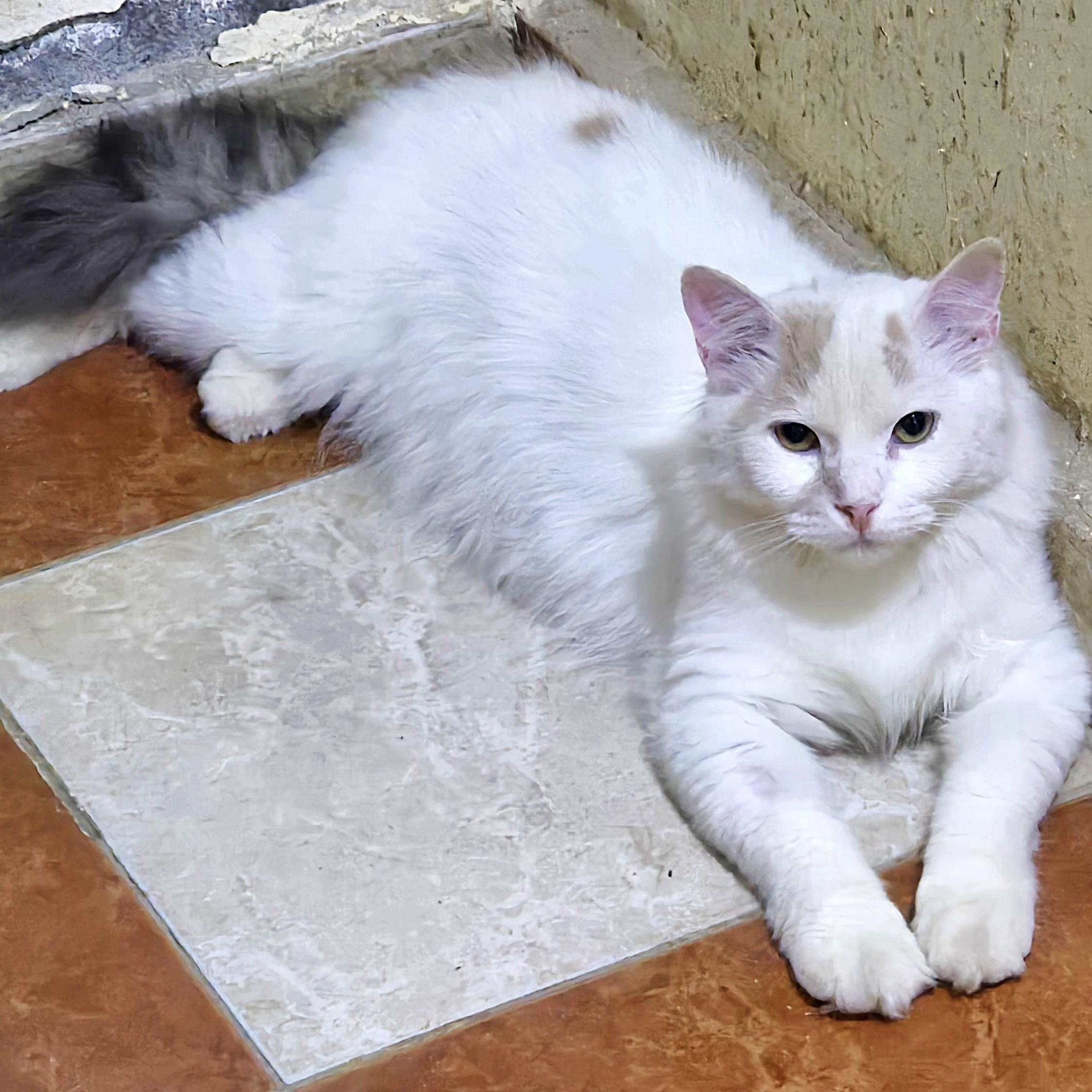 Lady Alexandra - foster urgently needed, an adoptable Turkish Van in Mississauga, ON image 4/6