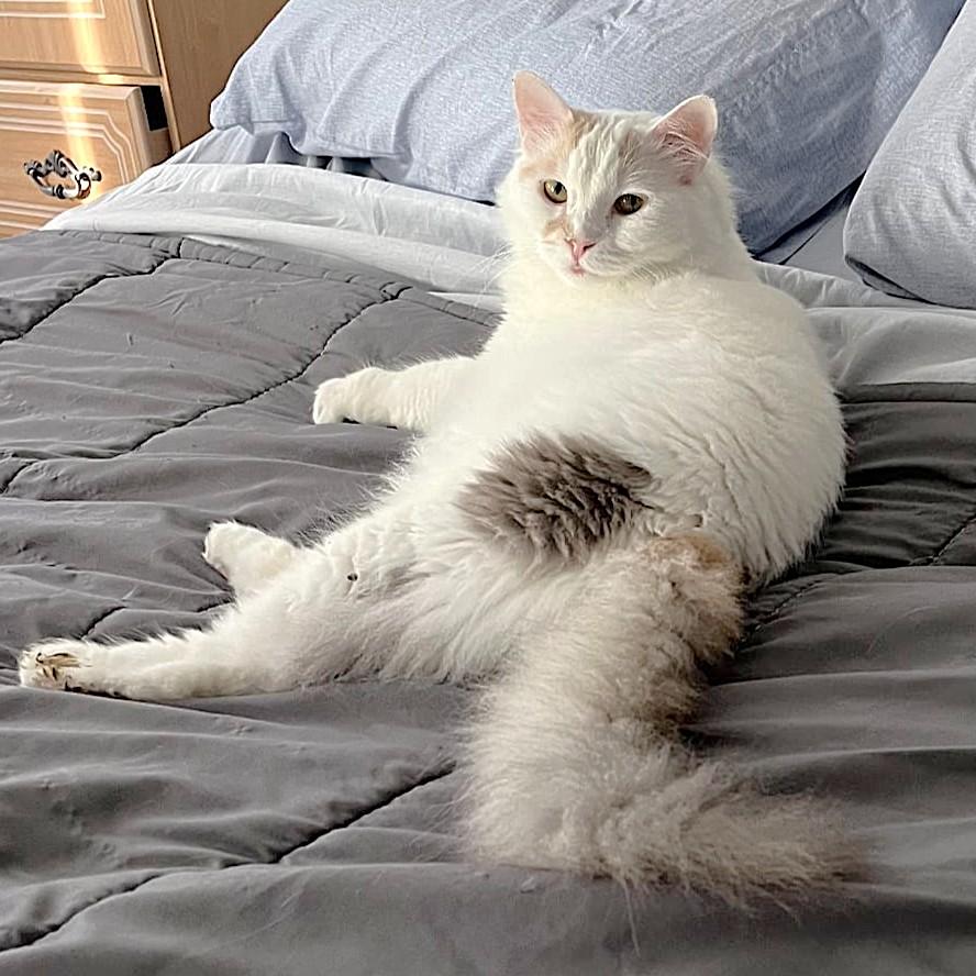Lady Alexandra - foster urgently needed, an adoptable Turkish Van in Mississauga, ON image 3/6