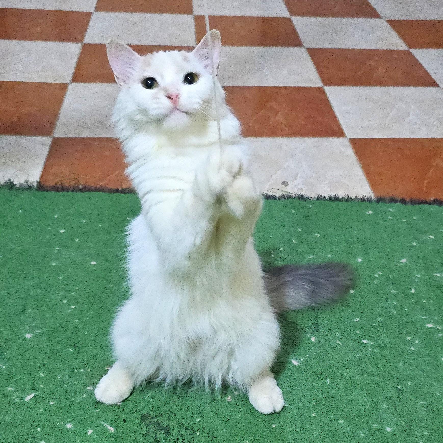 Lady Alexandra, an adopted Turkish Van in Mississauga, ON image 6/6