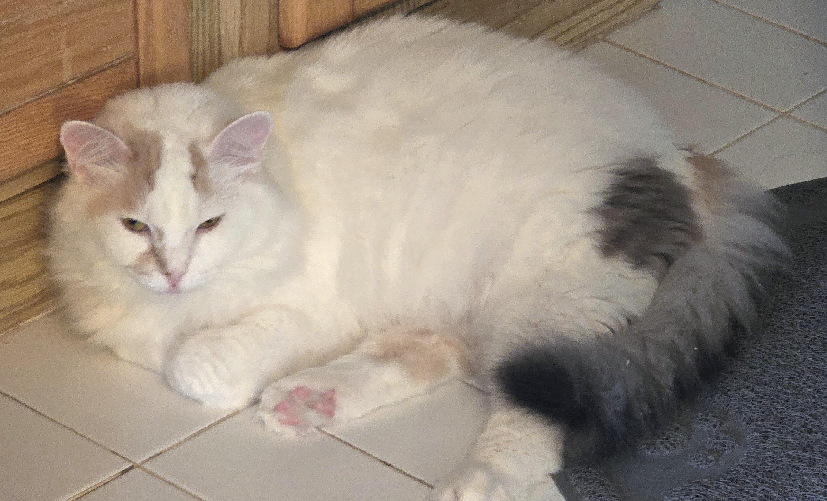 Enlarge Lady Alexandra, a Adoptable Turkish Van in Mississauga, ON image 3/6