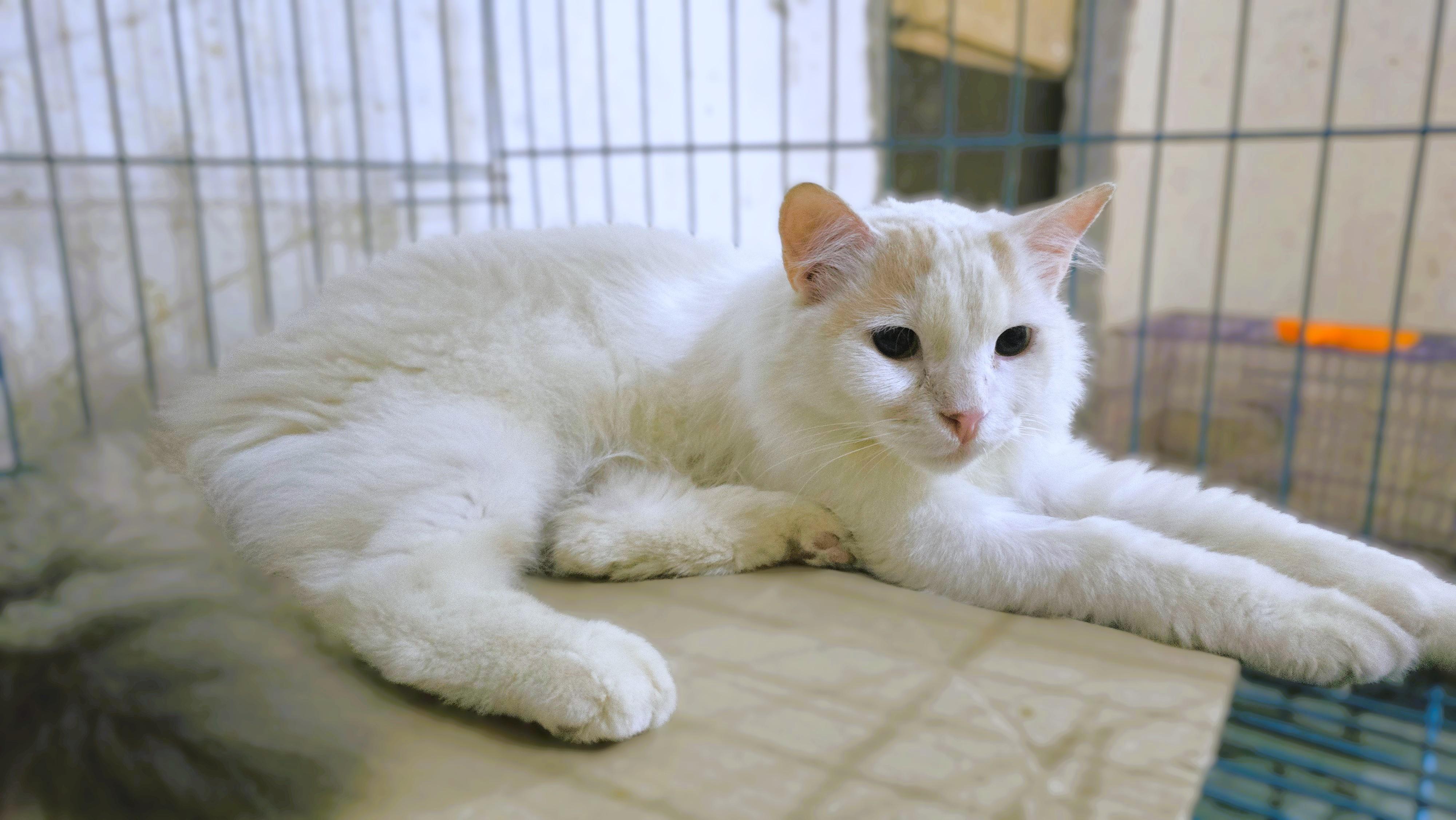Lady Alexandra - foster urgently needed, an adoptable Turkish Van in Mississauga, ON image 5/6