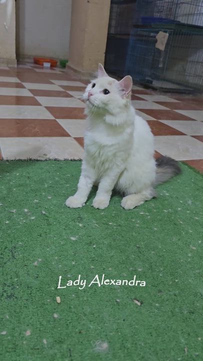Enlarge Lady Alexandra, an adopted Turkish Van in Mississauga, ON video 2/6