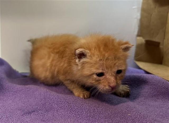 Enlarge CHURRO, a Adoptable Domestic Short Hair in Dallas, TX image 1/1