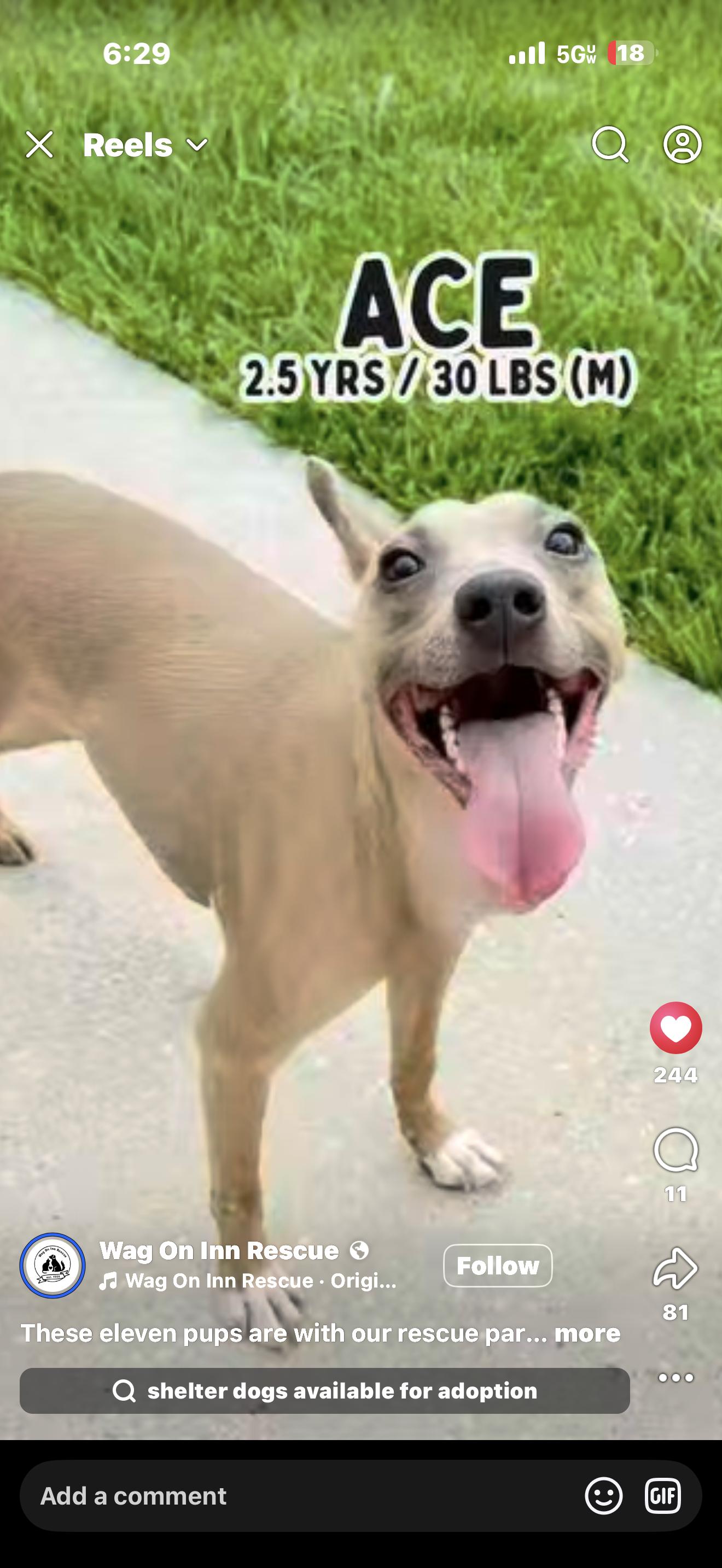 Ace, a Adoptable mixed breed in Baton Rouge, LA image 3/4