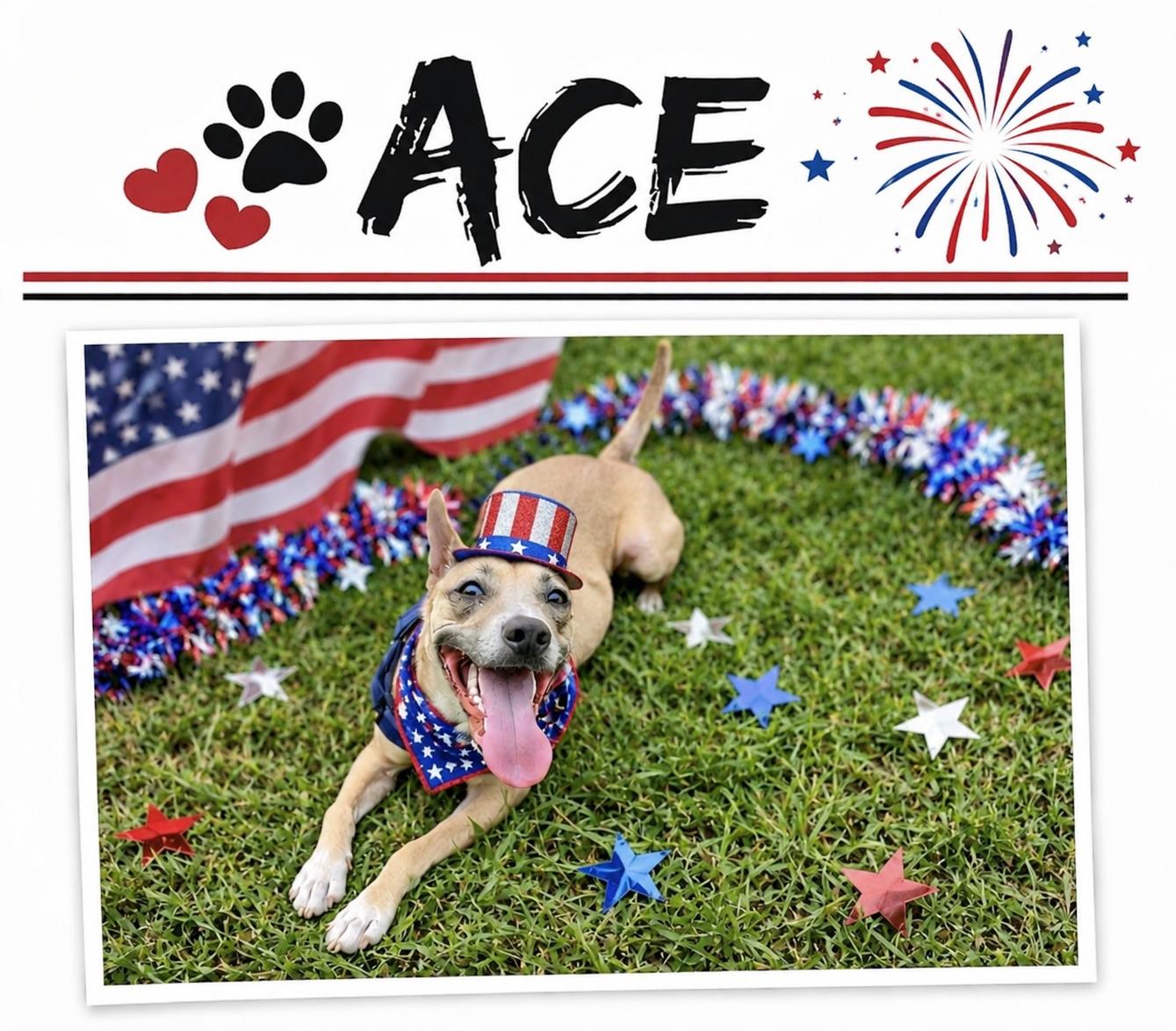 Ace, a Adoptable mixed breed in Baton Rouge, LA image 2/4