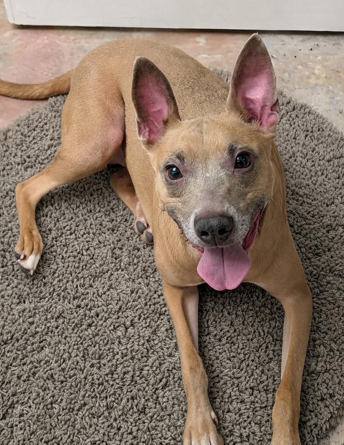 Ace, a Adoptable mixed breed in Baton Rouge, LA image 1/4