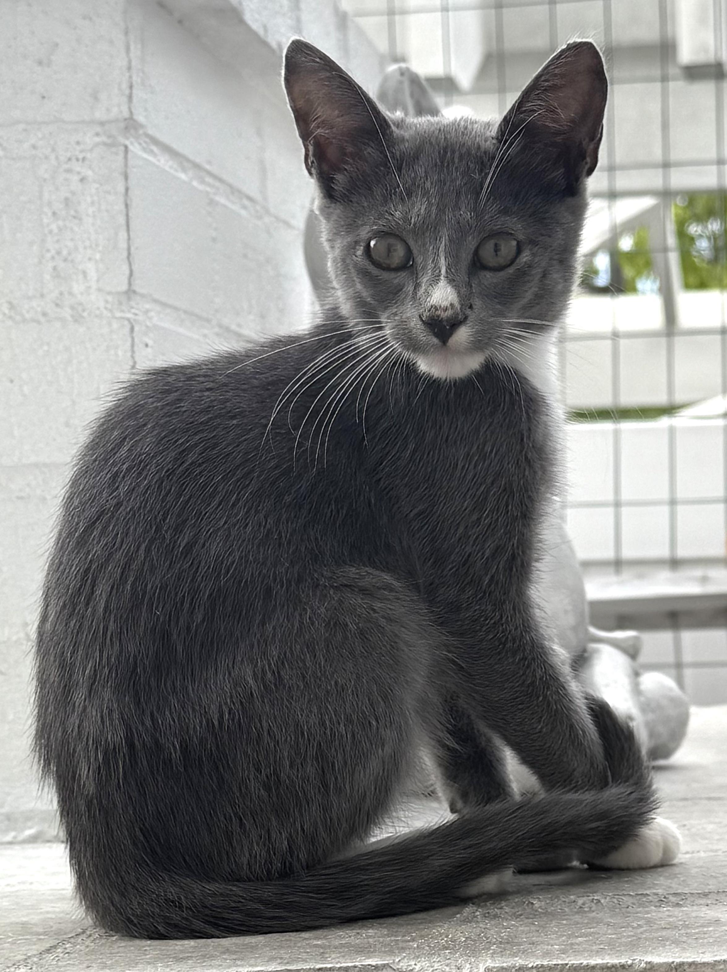 Enlarge Snook, an adopted Domestic Short Hair in Garden Grove, CA image 1/2
