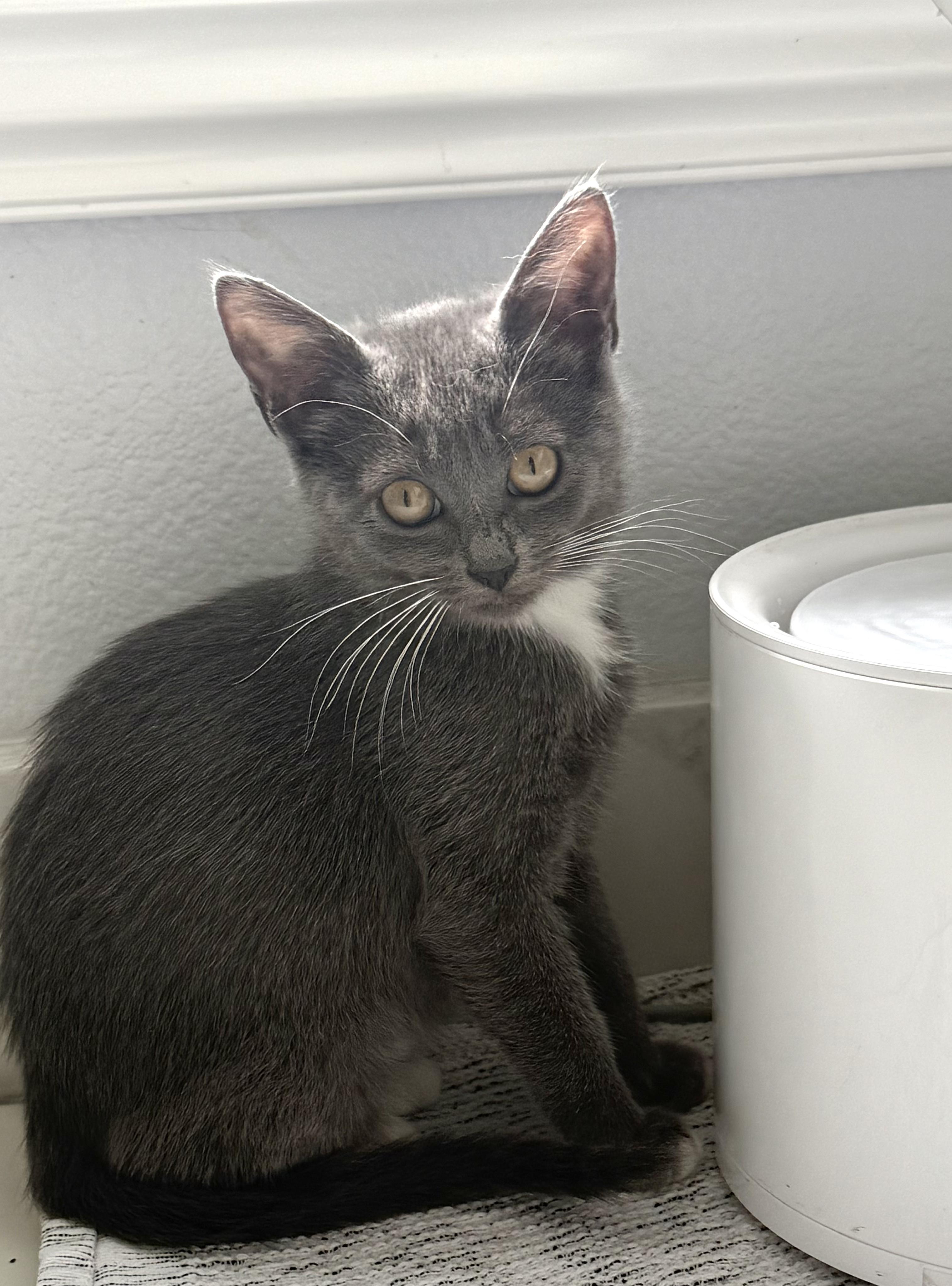 Enlarge Snook, an adopted Domestic Short Hair in Garden Grove, CA image 2/2