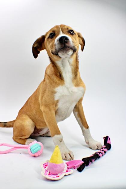 Enlarge Maple, a Adoptable mixed breed in Morton Grove, IL image 1/3