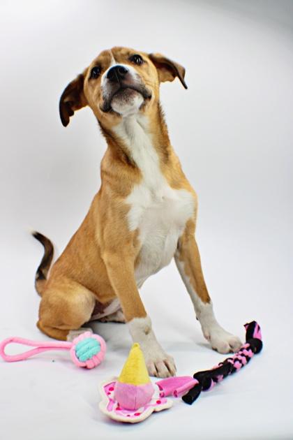 Enlarge Maple, a Adoptable mixed breed in Morton Grove, IL image 2/3
