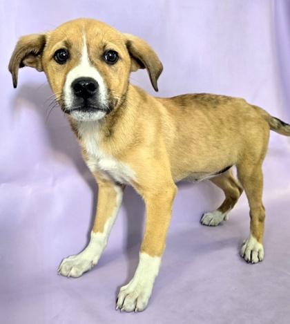 Enlarge Maple, a Adoptable mixed breed in Morton Grove, IL image 3/3