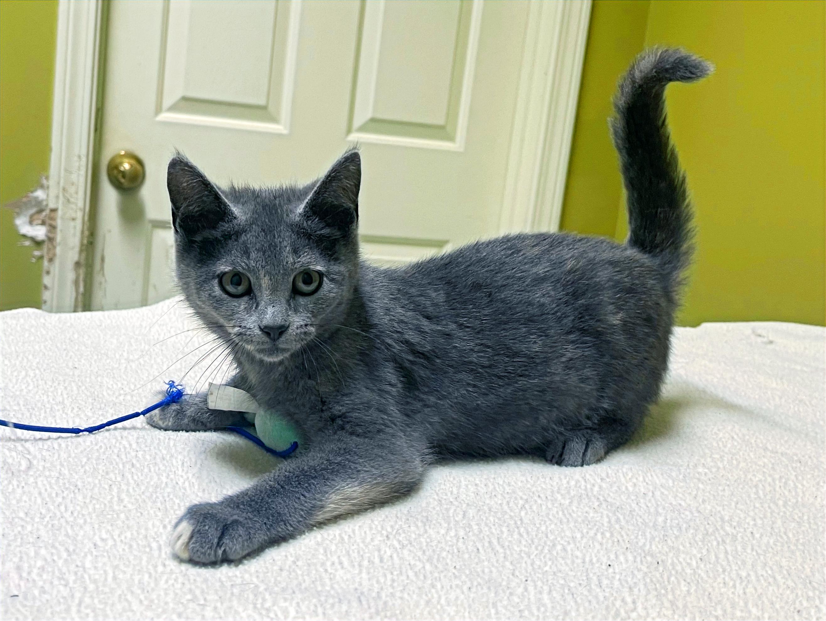 Mango, a Adopted Domestic Short Hair in Columbia, KY image 1/4