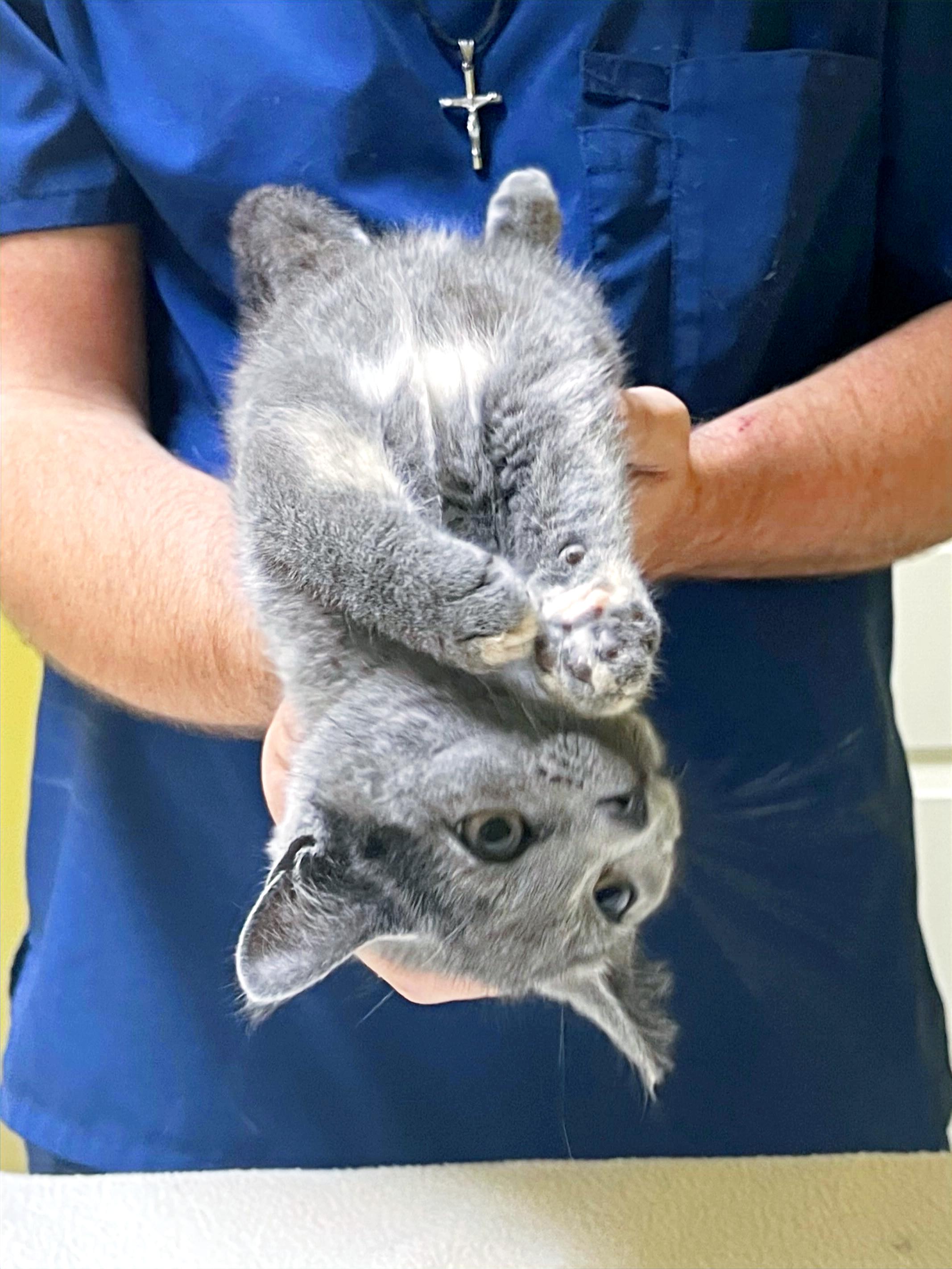 Mango, a Adopted Domestic Short Hair in Columbia, KY image 2/4