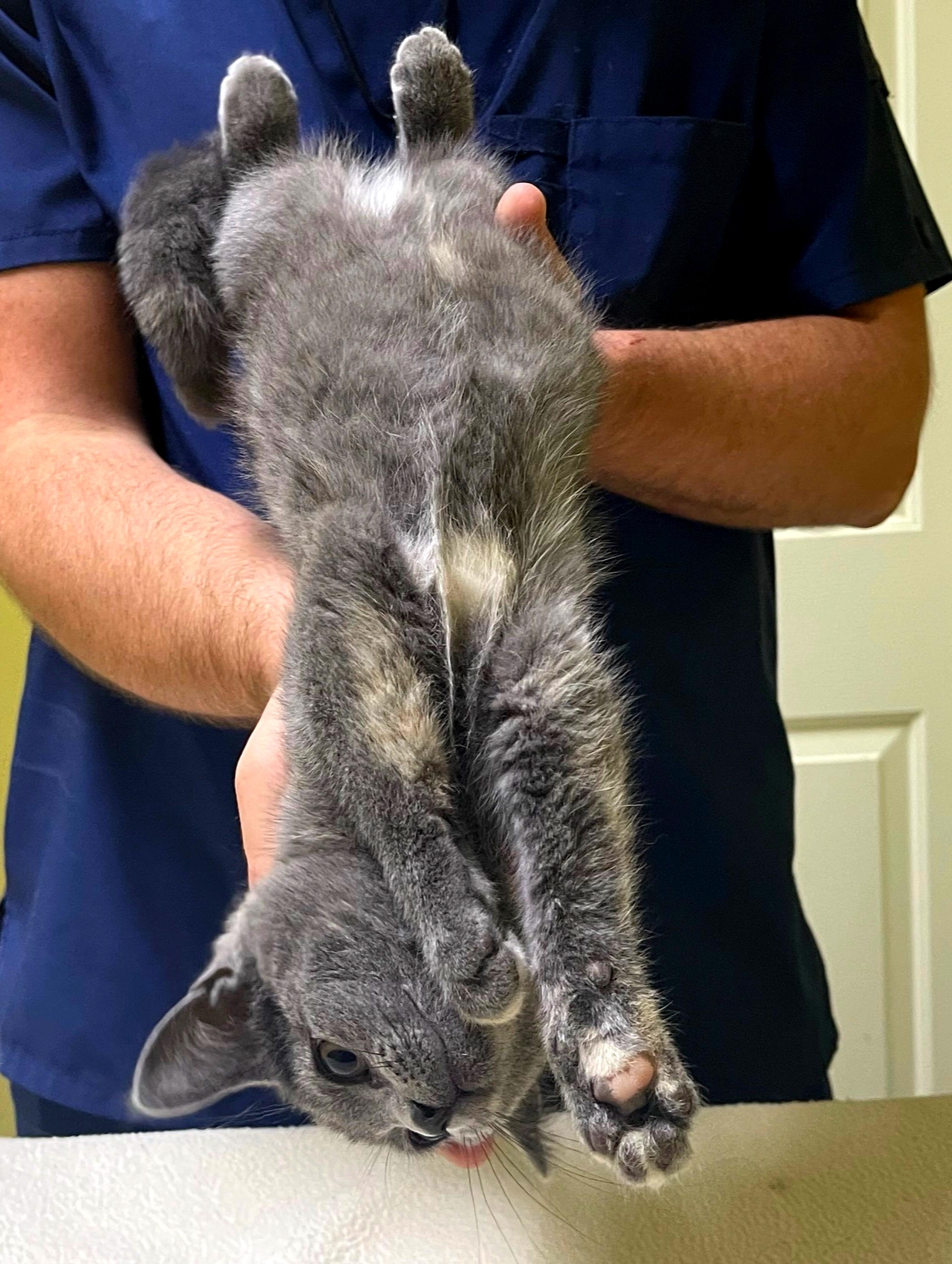 Mango, a Adopted Domestic Short Hair in Columbia, KY image 3/4