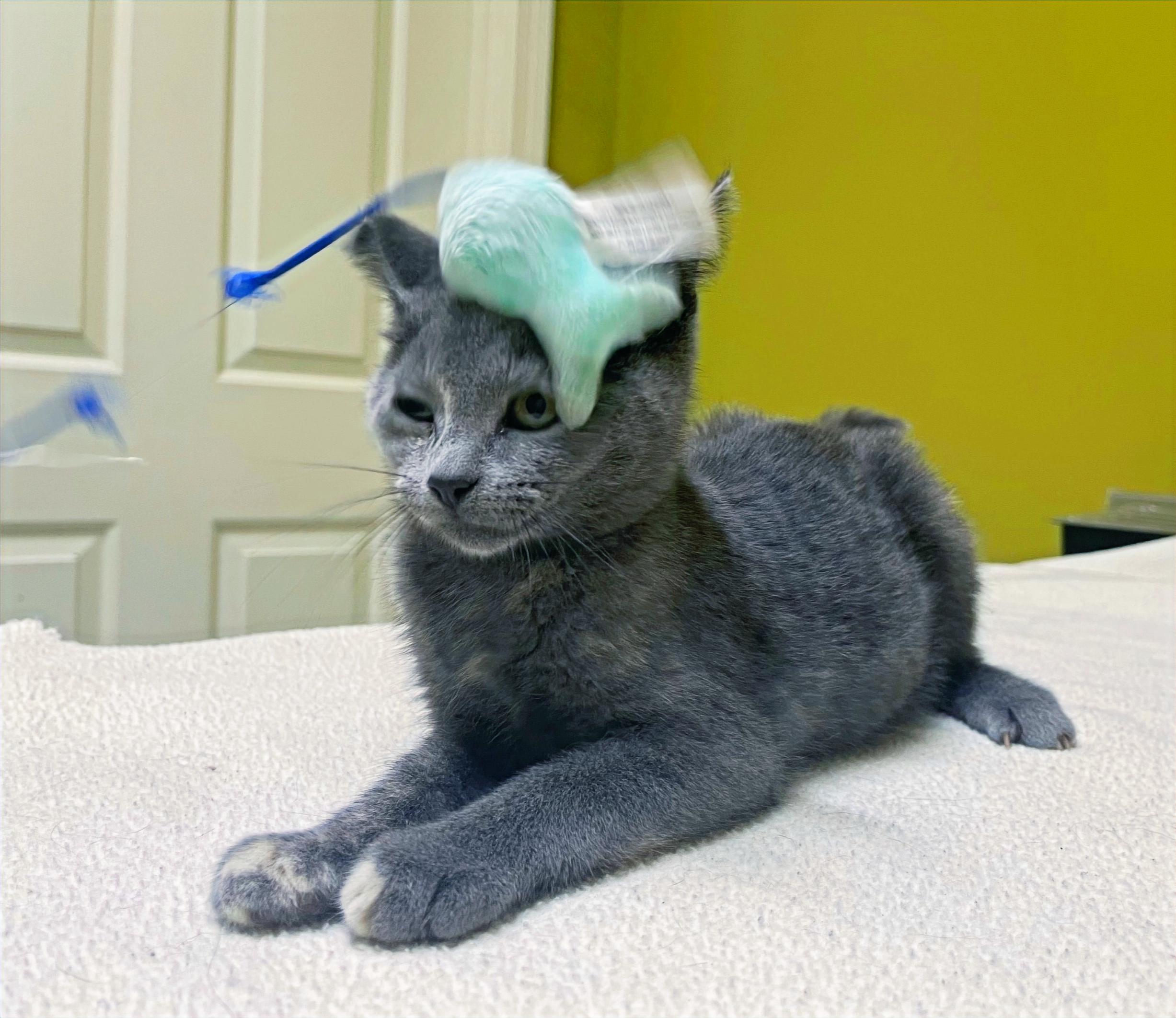 Mango, a Adopted Domestic Short Hair in Columbia, KY image 4/4