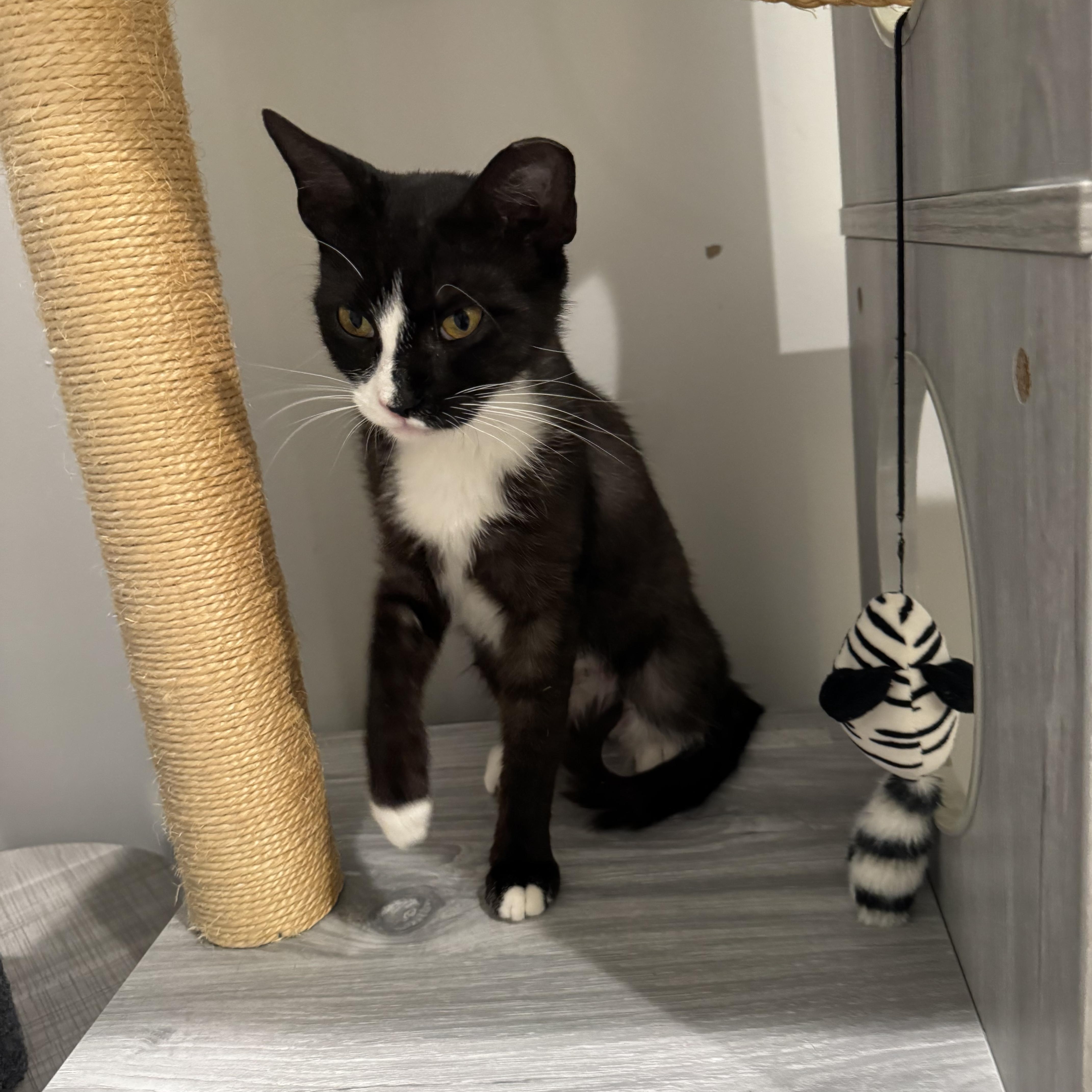 Blossom, a Adoptable Tuxedo in Wanaque, NJ image 3/3