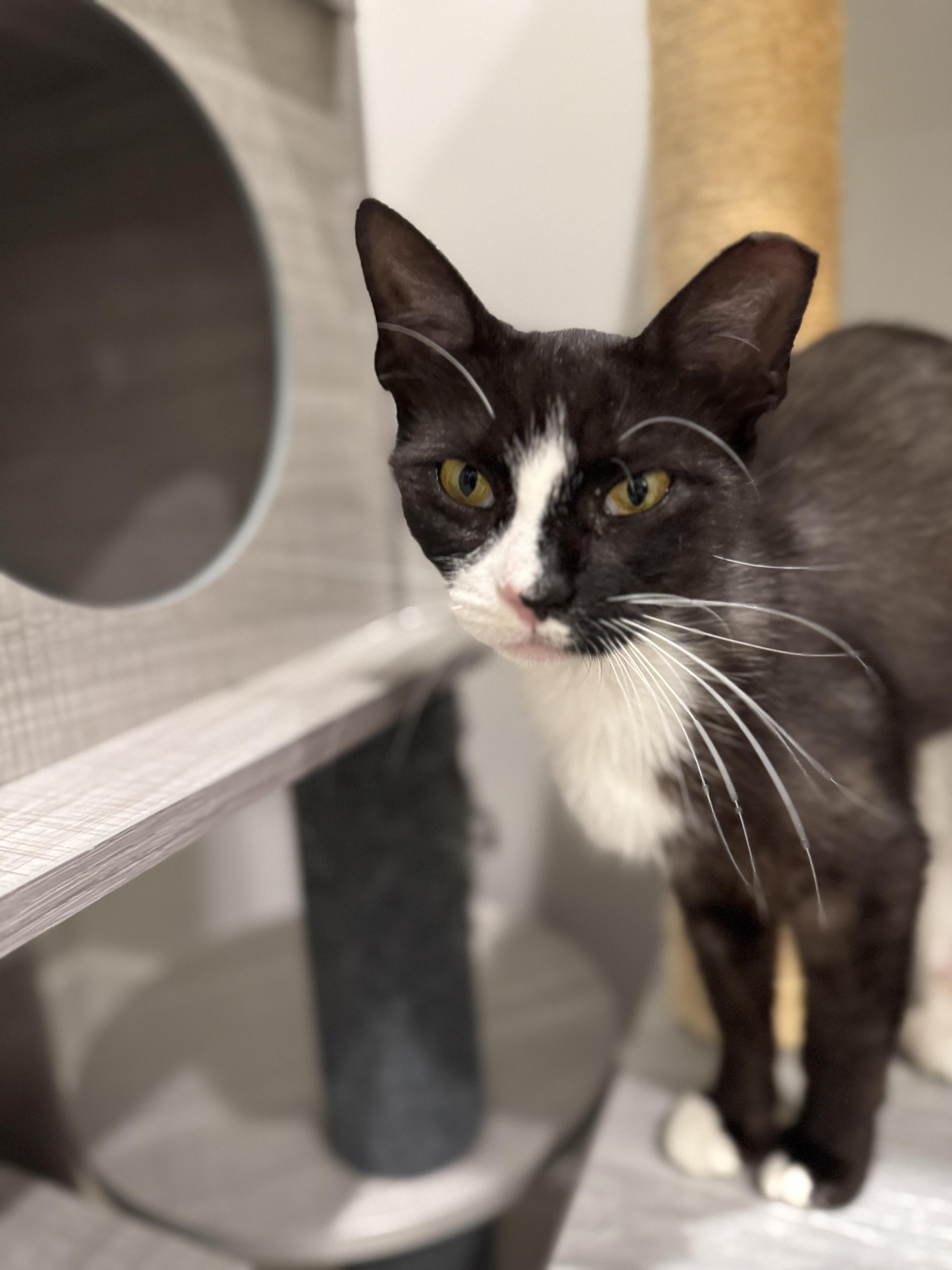 Blossom, a Adoptable Tuxedo in Wanaque, NJ image 1/3