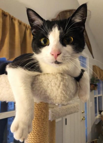 Buster, Adoptable, Adult Male Domestic Short Hair.