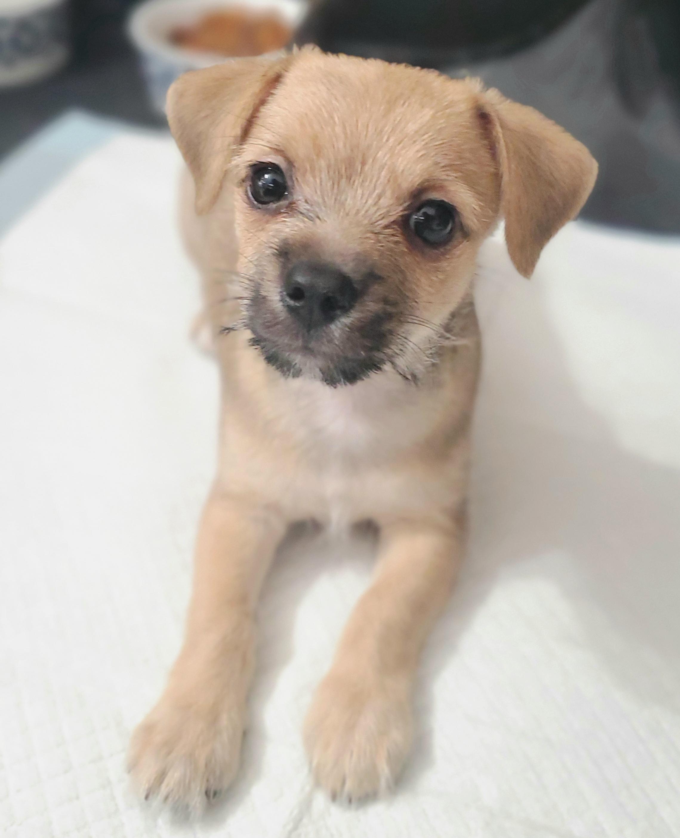 Nico, Adoptable, Puppy Male Chihuahua & Mixed Breed.