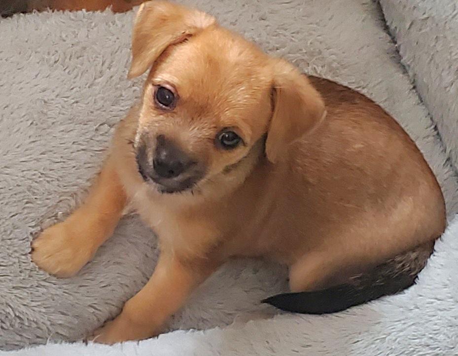 Enlarge Nico, a Adoptable mixed breed in Gilbert, SC image 4/6