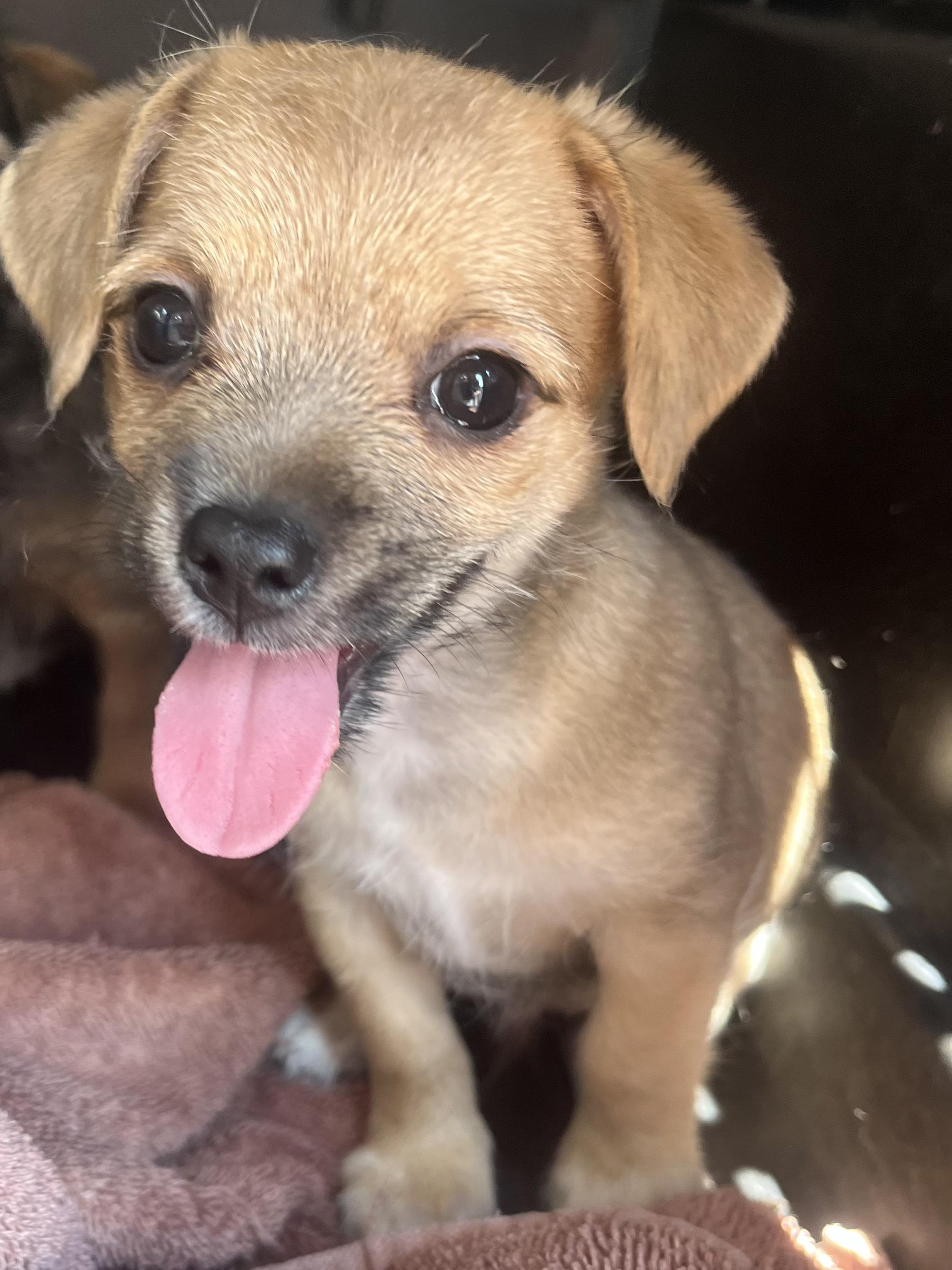 Enlarge Nico, a Adoptable mixed breed in Gilbert, SC image 3/6