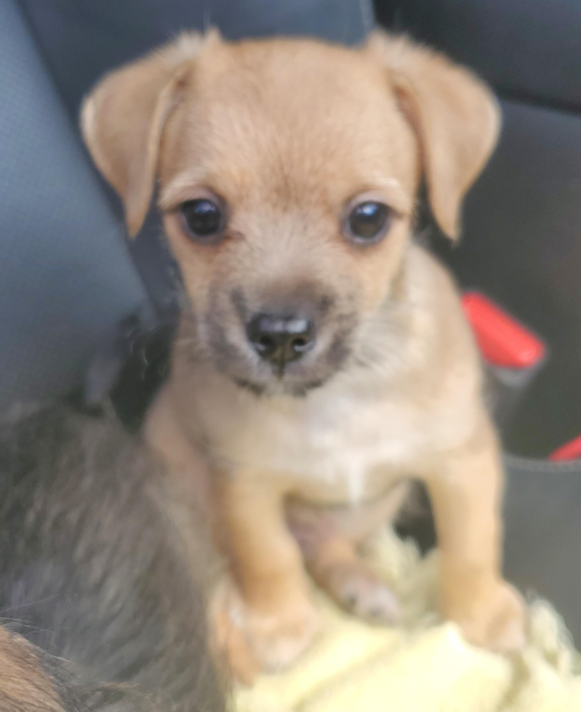 Enlarge Nico, a Adoptable mixed breed in Gilbert, SC image 5/6