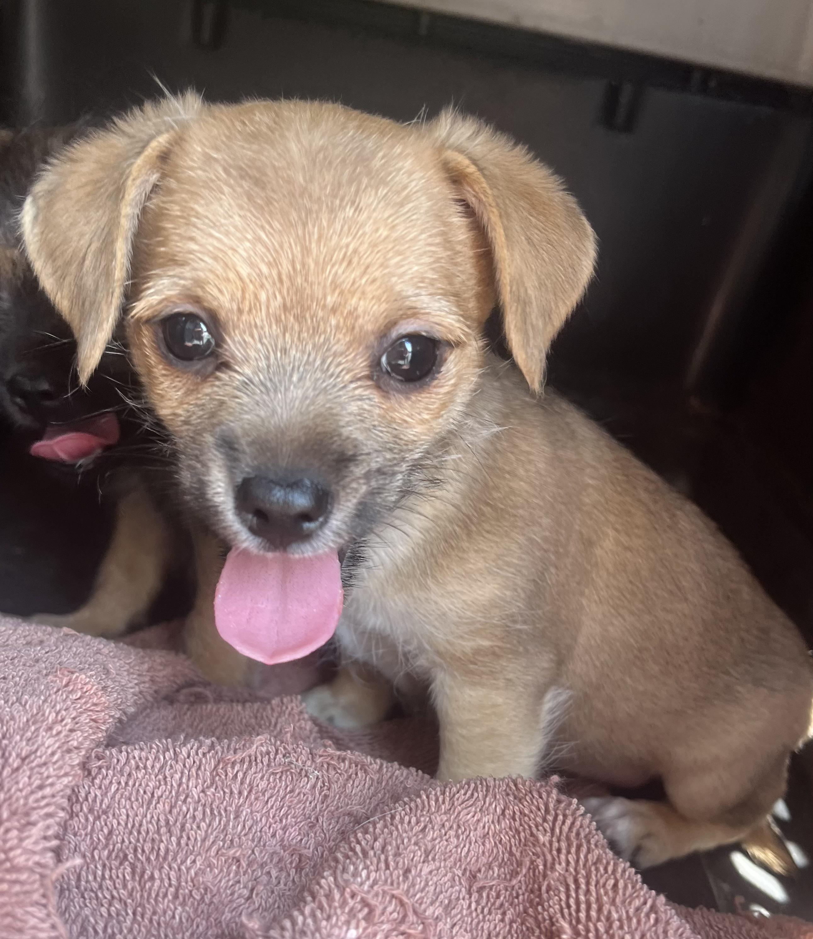 Enlarge Nico, a Adoptable mixed breed in Gilbert, SC image 6/6