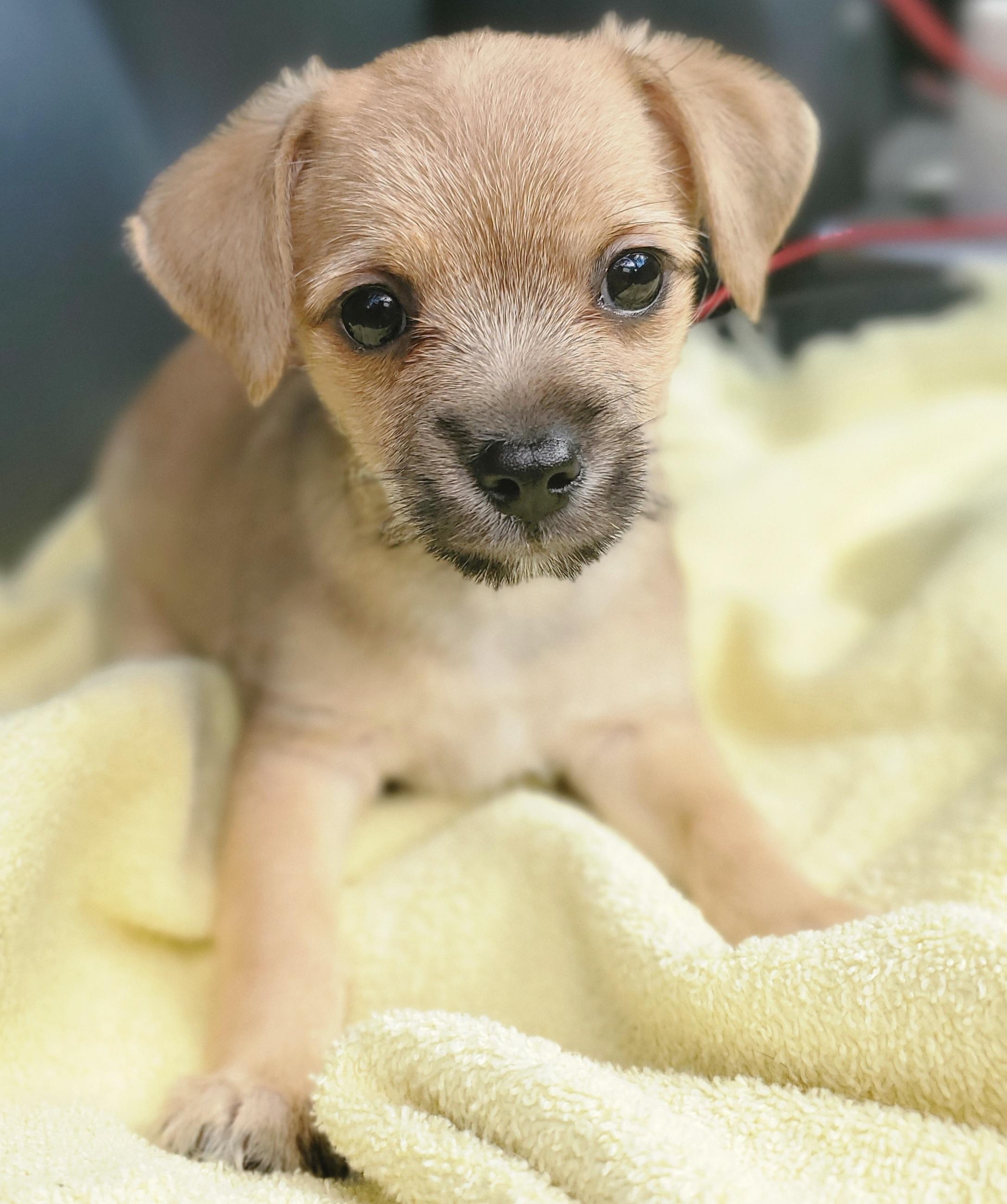 Enlarge Nico, a Adoptable mixed breed in Gilbert, SC image 2/6